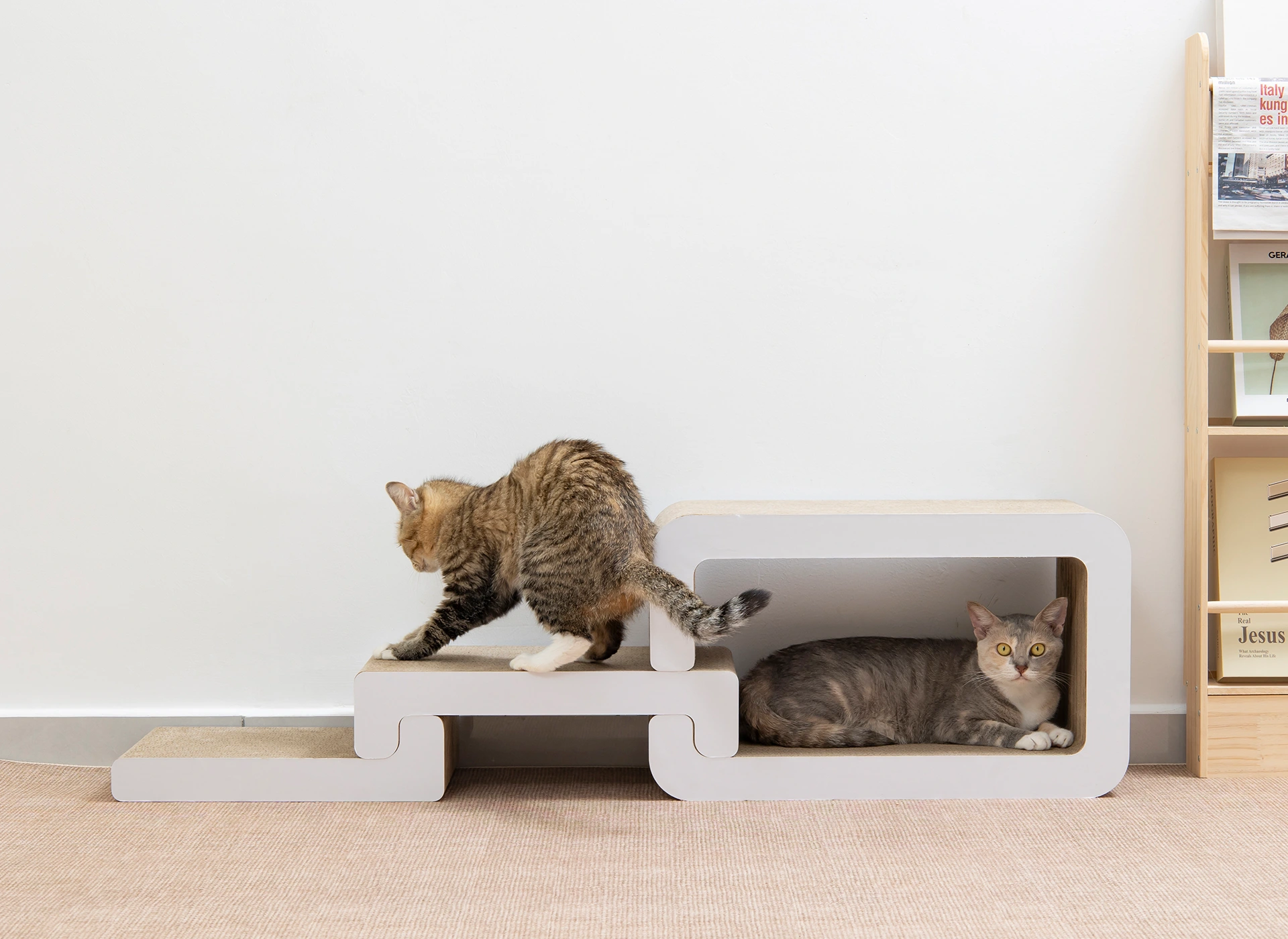 Cardboard Cat Scratcher Selection Guide