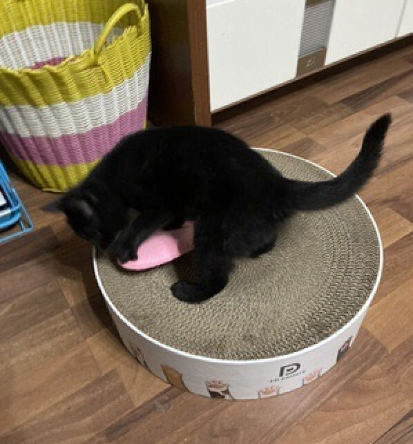 Recycle Corrugated Cat Scratching Bed Toy