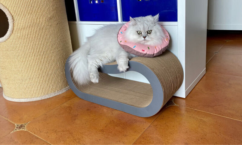 Ultimate Kitten Toy Cat Scratcher Lounge Pad Scratching Board Show Case